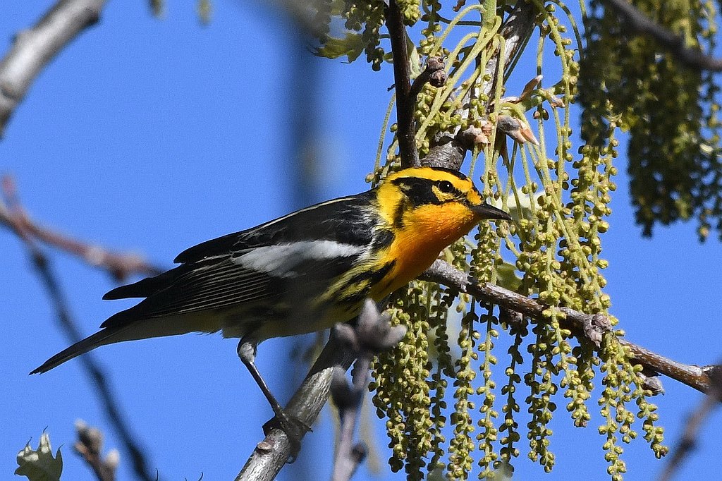 Warbler, Blackburnian, 2017-05166197 Parker River NWR, MA.JPG - Blackburnian Warbler. Parker River National Wildlife Refuge, MA, 5-16-2017